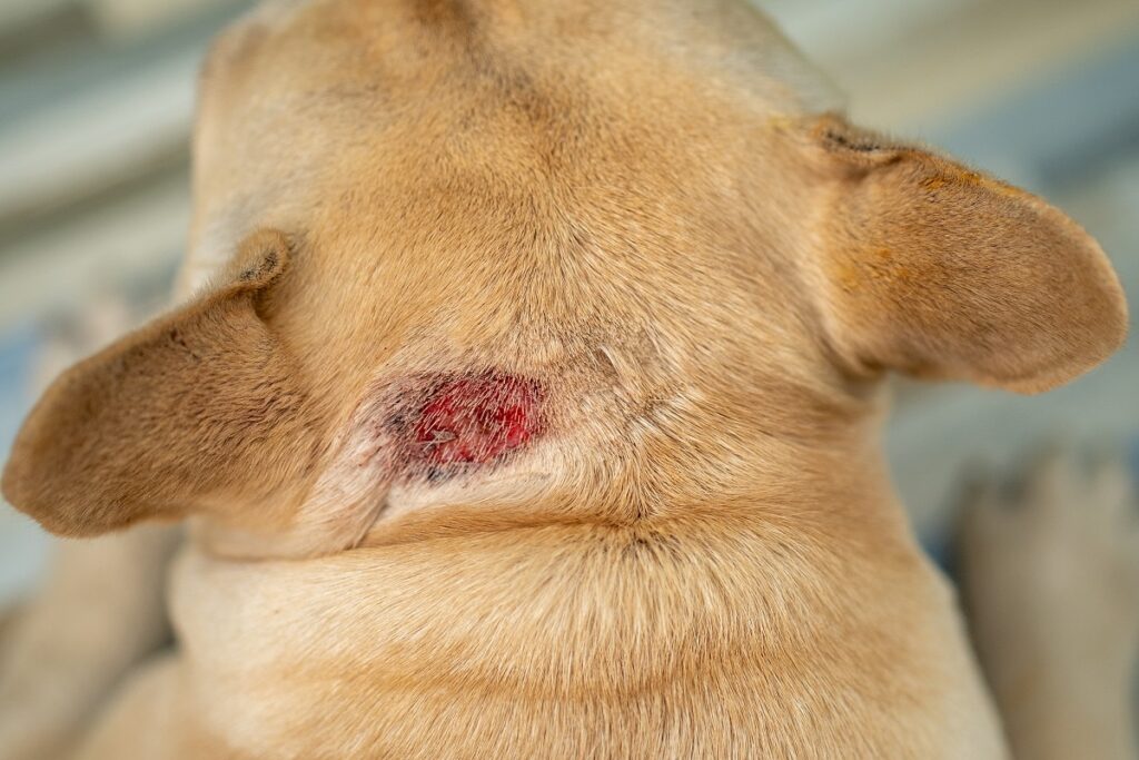 Hot spot on dog’s neck Cão com uma ferida na parte superior da cabeça-