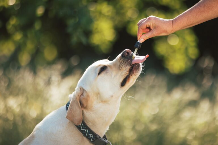 Dog licking a pipette with CBD oil Usar óleo de coco nos cães: é comum dar este óleo em estado líquido. Labrador sentado na beber gotas.