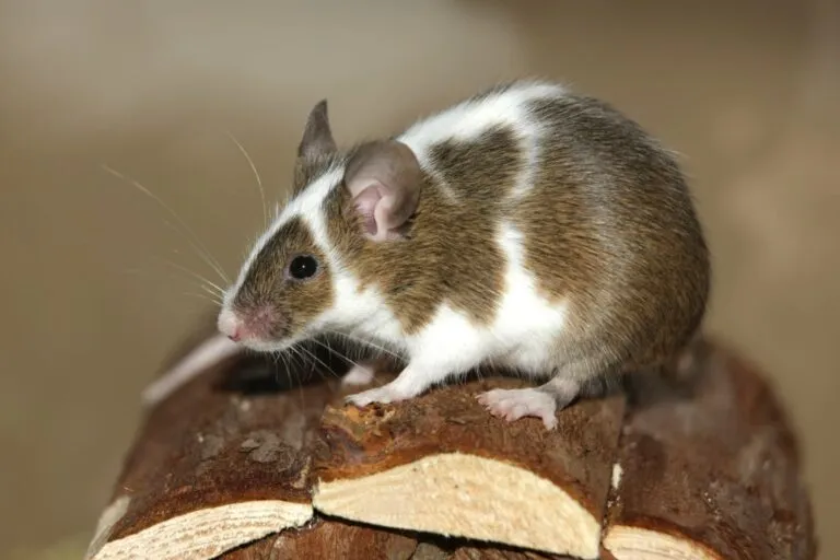 Junge braun – weisse Farbmaus rato-caseiro doméstico branco e castanho