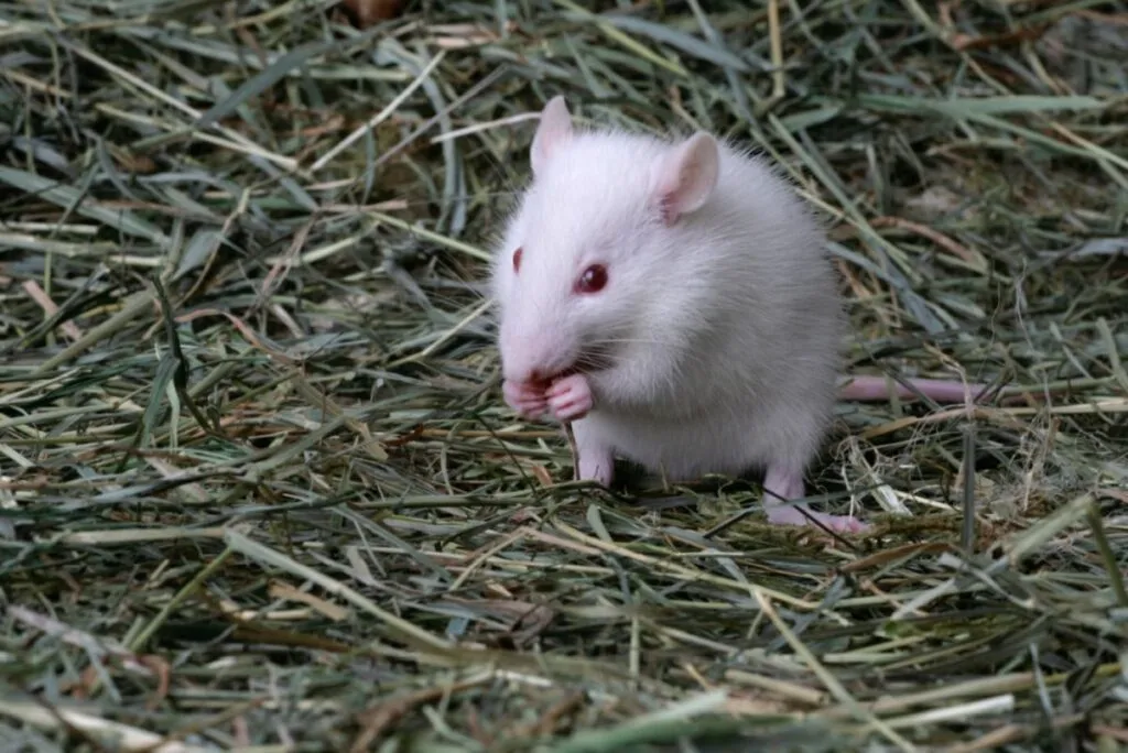 Weiße Maus sitzt auf den Hinterbeinen im Gras und frisst mit de Rato albino sentado num relvado a comer