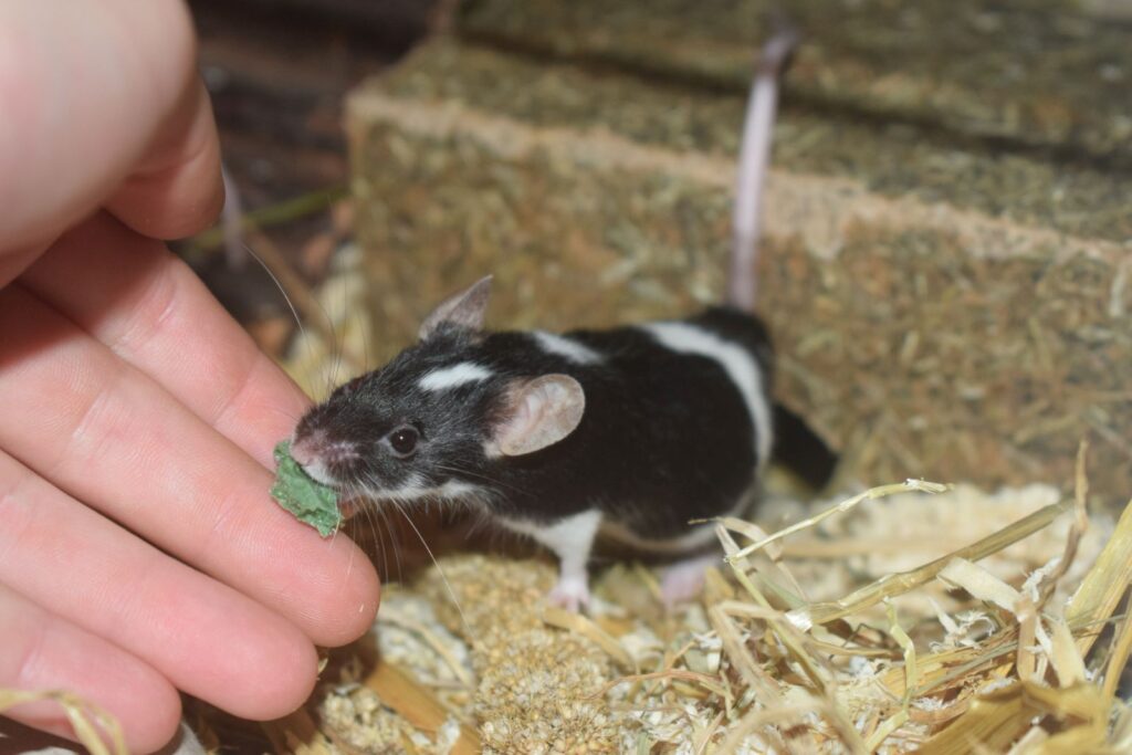 rato-caseiro domésticos preto e branco a comer da mão do tutor