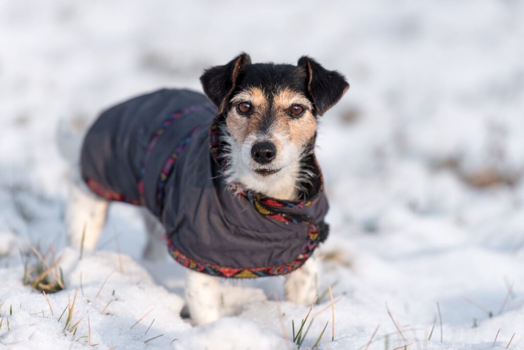 Cão pequeno com uma camisola em pé na neve