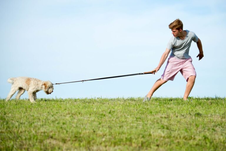 Tutor a puxar o seu cão durante um passeio. O que fazer quando o meu cão não quer passear?