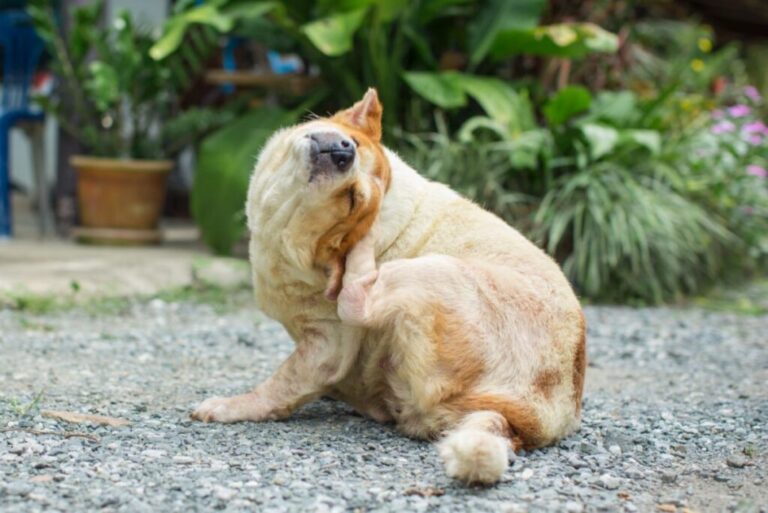 cão sentado no chão a coçar-se