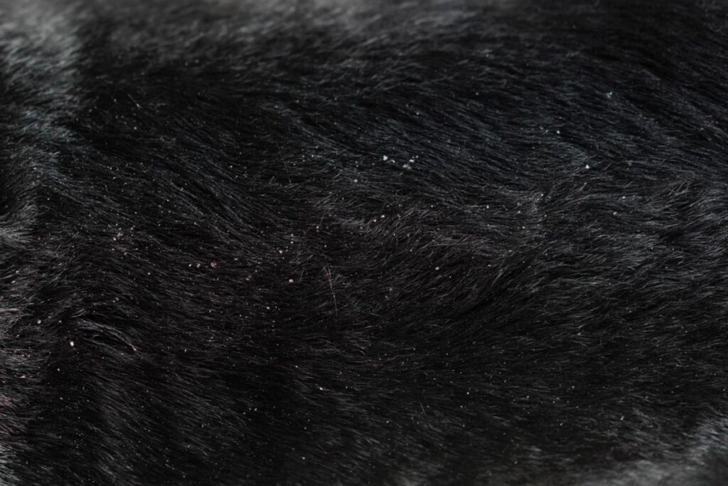 close up de pelo de cão com caspa