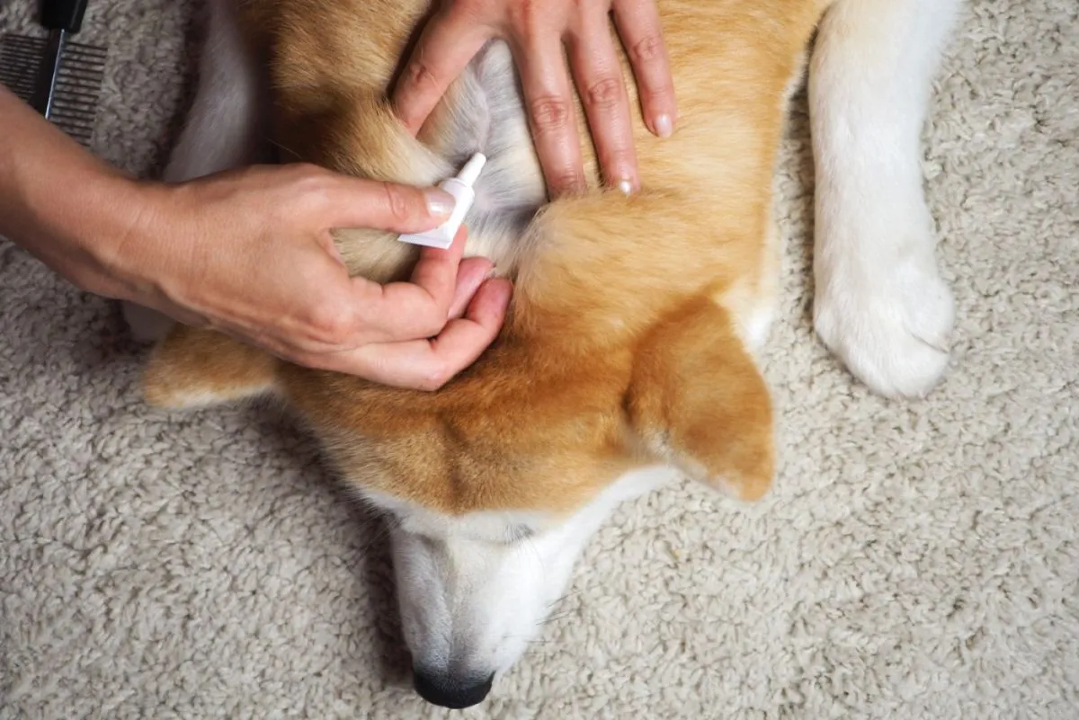 dono a aplicar antiparasitário no pelo de um cão