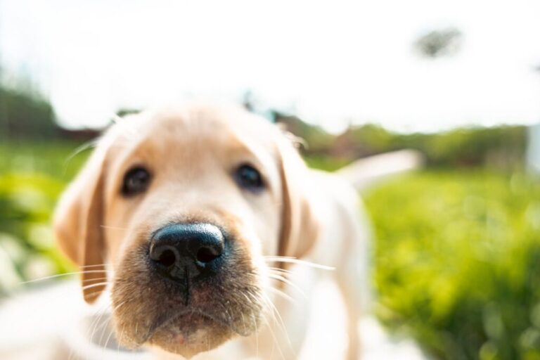 close up de focinho de um cão