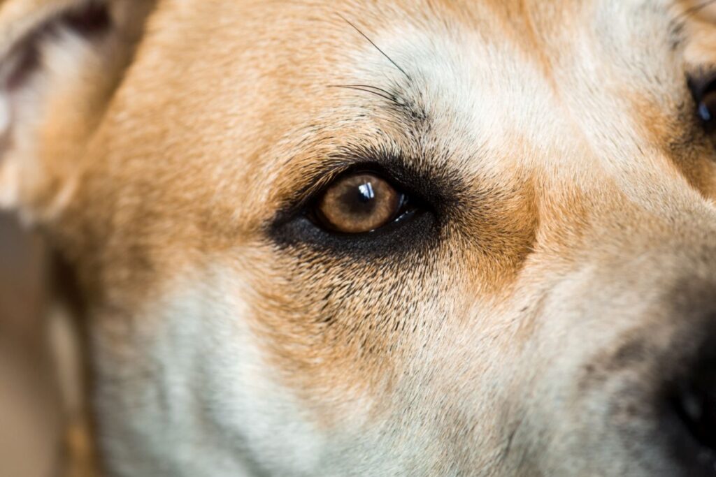close up das vibrissas nos olhos de um cão