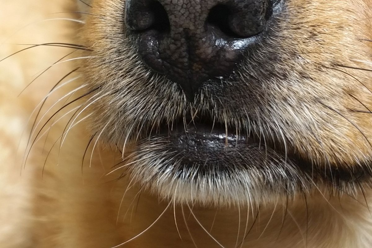 bigodes nos cães_3
