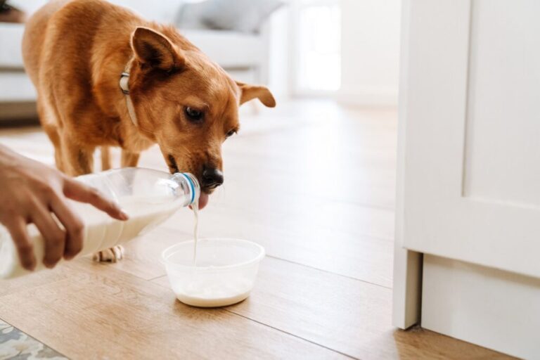 dona a deitar leite numa tigela para o cão