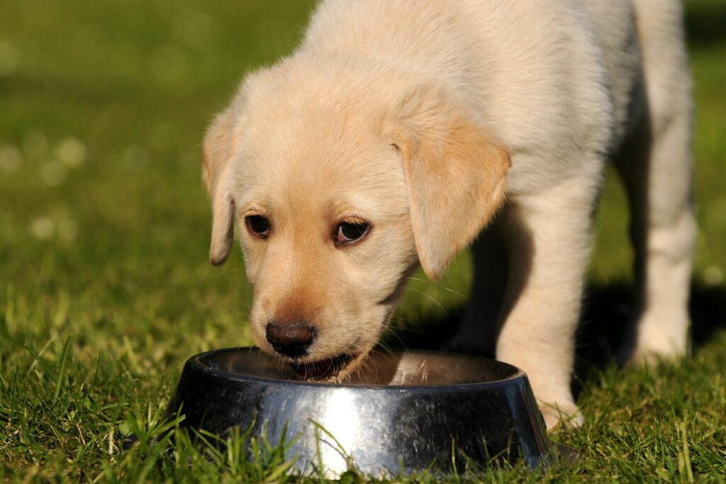 um cachorro a beber de um comedouro