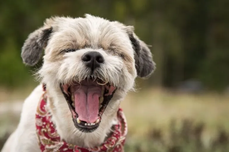 espirro reverso nos cães_1 cão branco a espirrar
