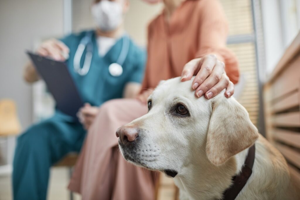 close up de labrador no veterinário, a ser acariciado na cabeça