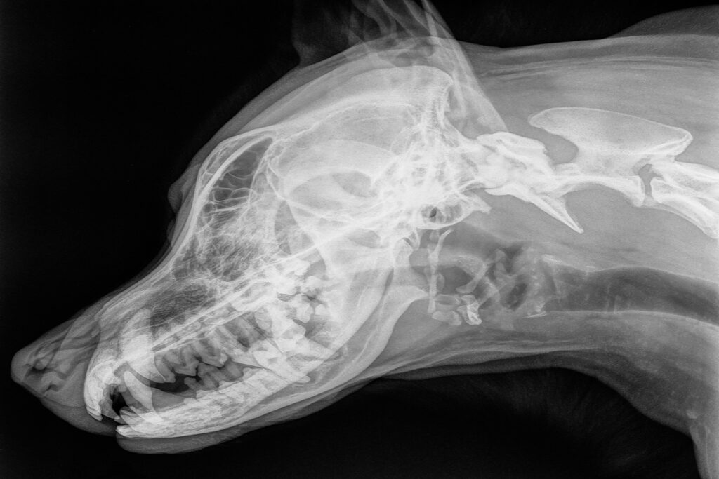 radiografia do focinho de um cão