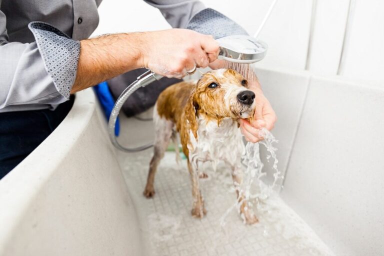 cão dentro de banheira