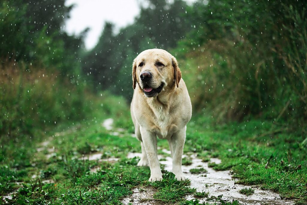 cão a correr à chuva