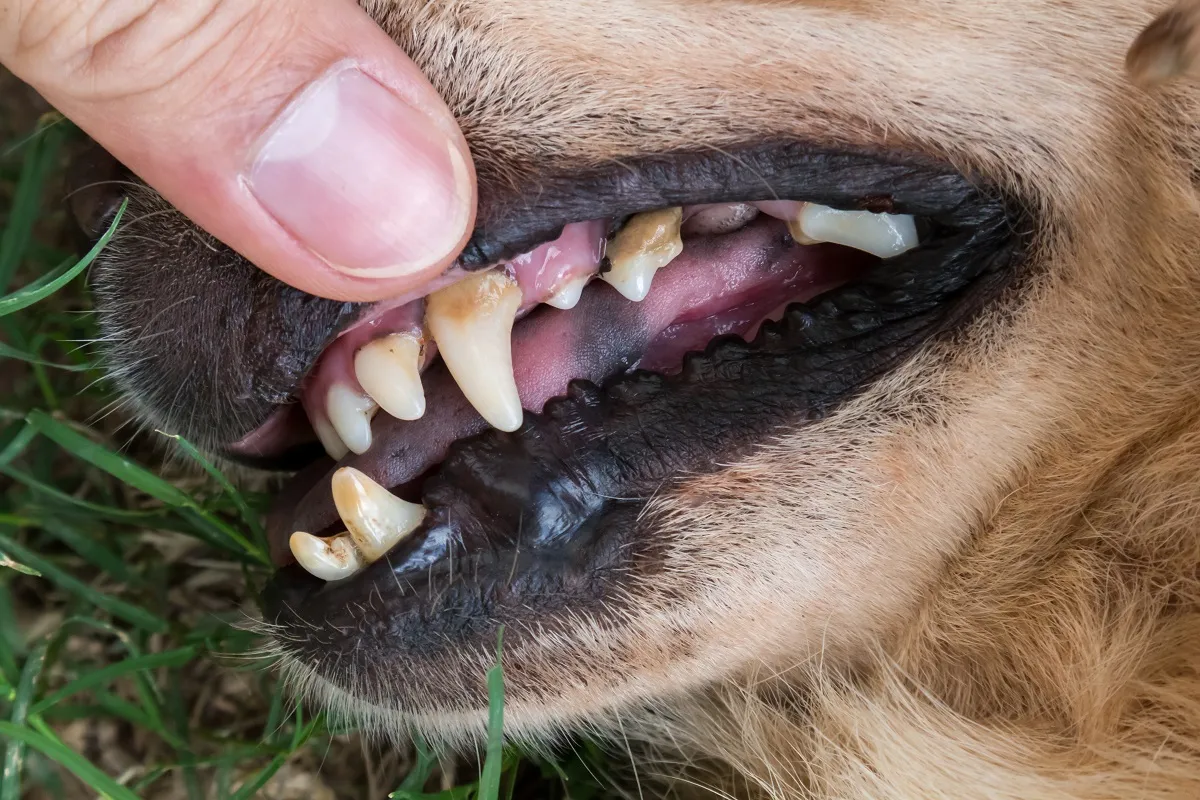 cão cheira mal_3 close up dos dentes de um cão com tártaro