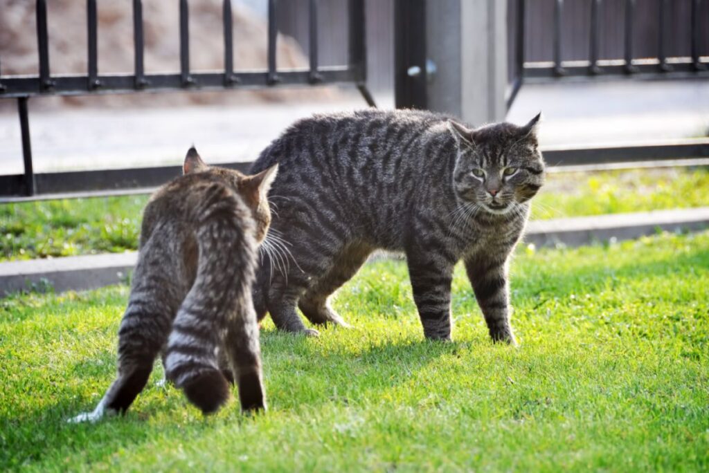 Dois gatos em conflito num jardim.