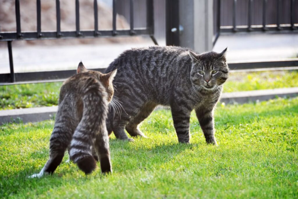 two fighting cats, spring Dois gatos em conflito num jardim.