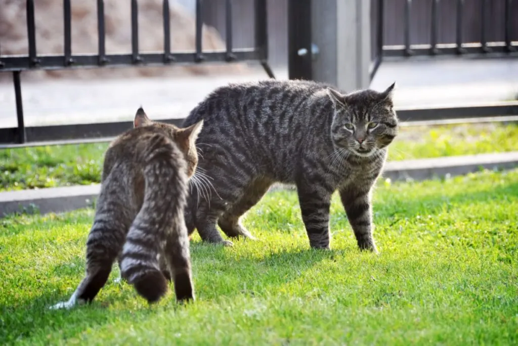 two fighting cats, spring Dois gatos em conflito num jardim.