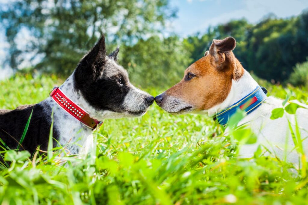 couple of dogs in love kissing with nose in park outdoors , dating and flirting close together on summer vacation holidays Dois cães pequenos a tocarem-se no nariz na realva