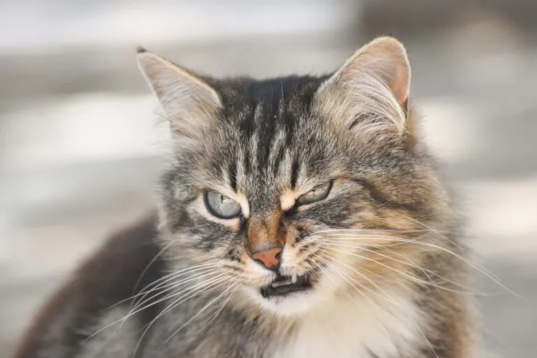 Portrait of angry fluffy cats. Angry cat looking Gato com ar zangado. Alguns comportamentos indicam que os gatos sentem ciúmes.