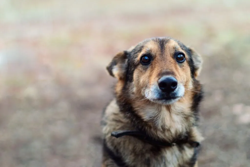 Homeless abandoned stray dog with very sad smart eyes