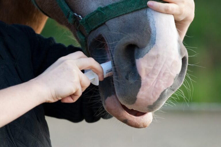 desparasitante a ser administrado oralmente a um cavalo