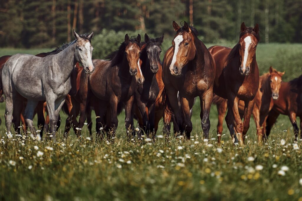 desparasitação nos cavalos_2