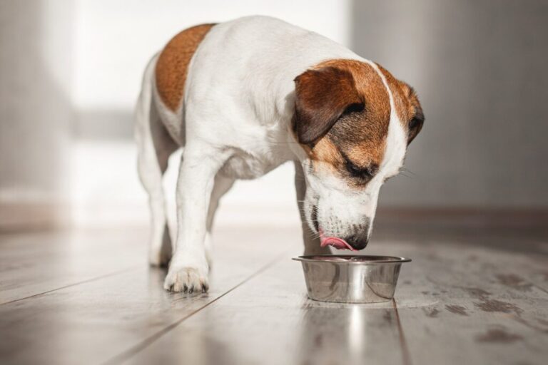 cão jack russell bebe de uma taça