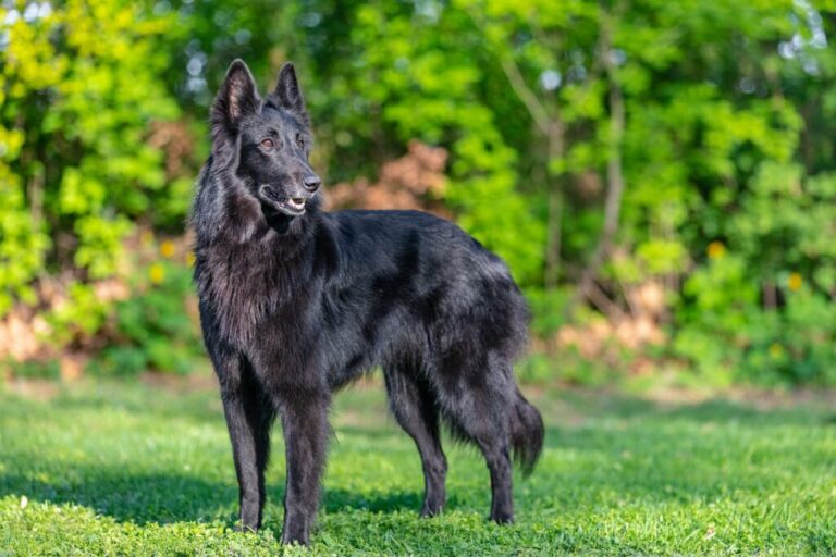 cão pastor belga Groenendael no jardim