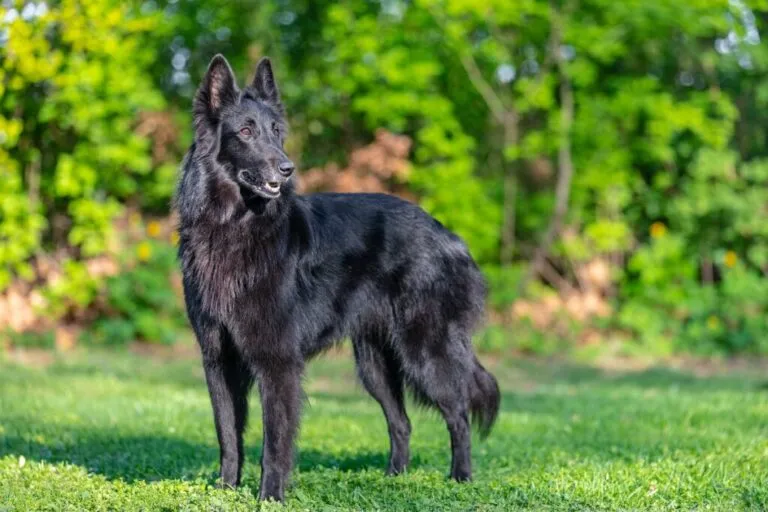 cão pastor belga Groenendael no jardim