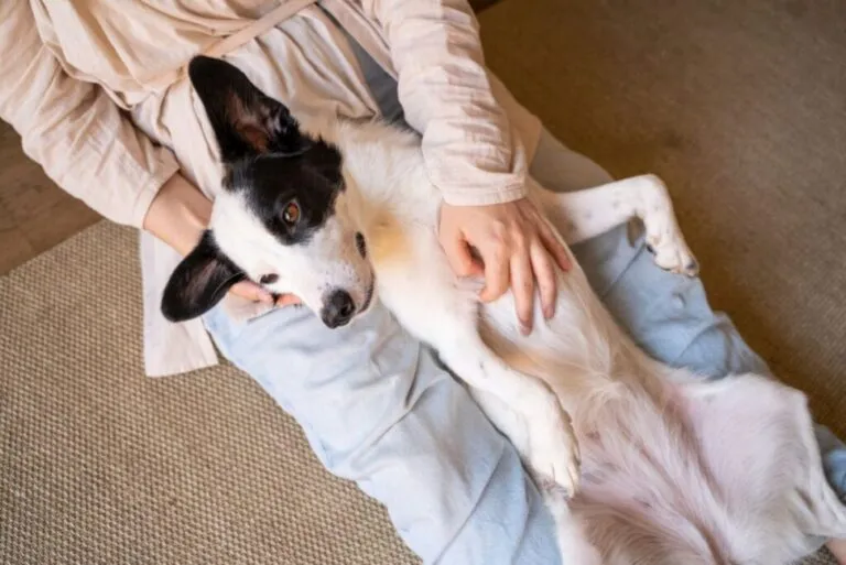 peritonite nos cães_1 cão deitado no colo da dona
