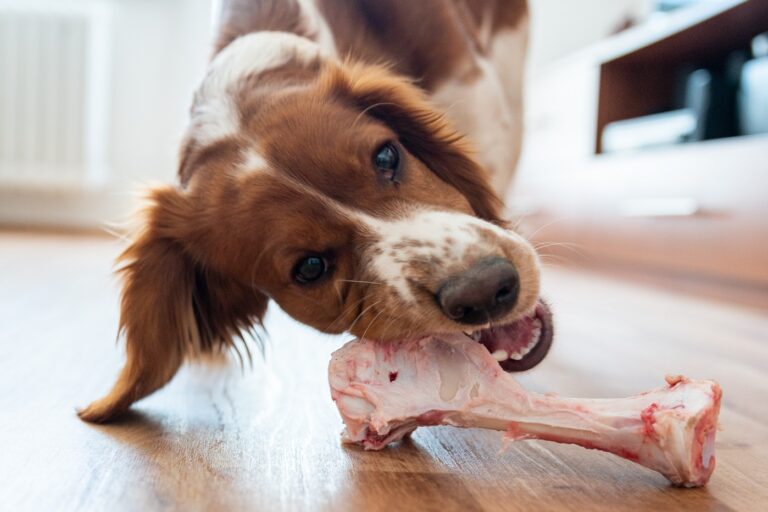 Cão jovem a comer um osso. Os cães podem comer ossos?