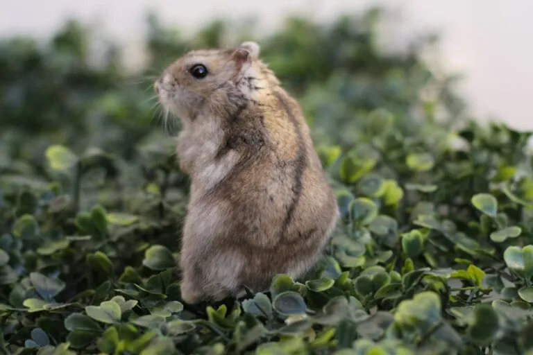 hamster-chinês_1 hamster-chinês de costas no meio de plantas