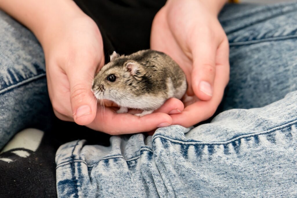 hamster-chinês nas mãos do dono