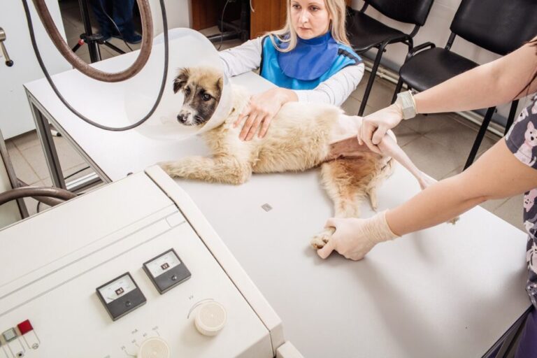 médica veterinária a examinar cão com gola