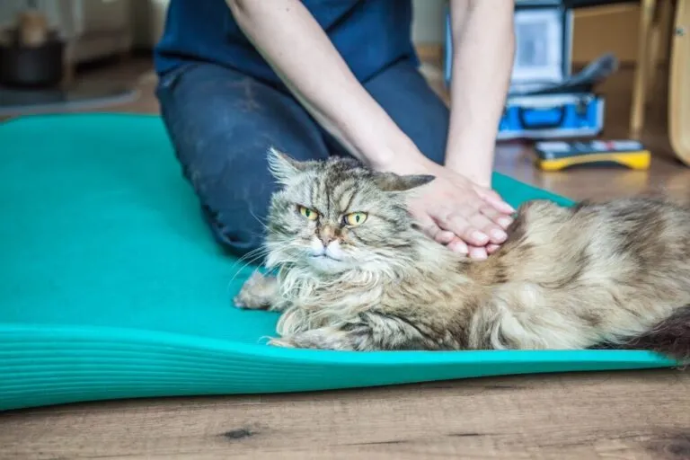 fisioterapia para gatos_1 gato em sessão de fisioterapia
