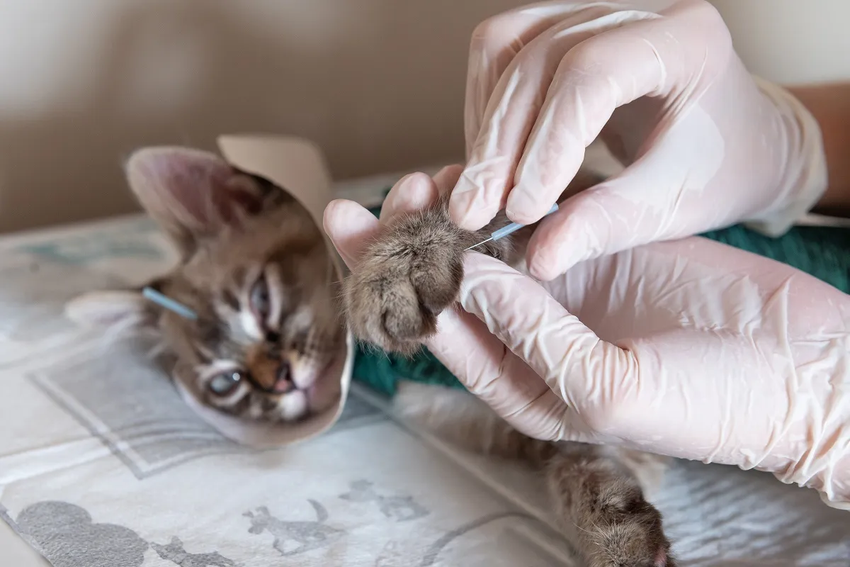 fisioterapia para gatos_2 gato em sessão de acupuntura