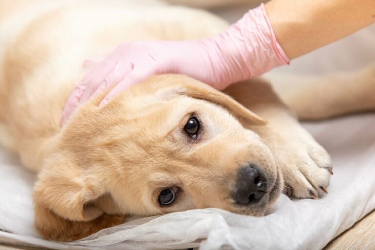 cachorro com megaesófago no veterinário