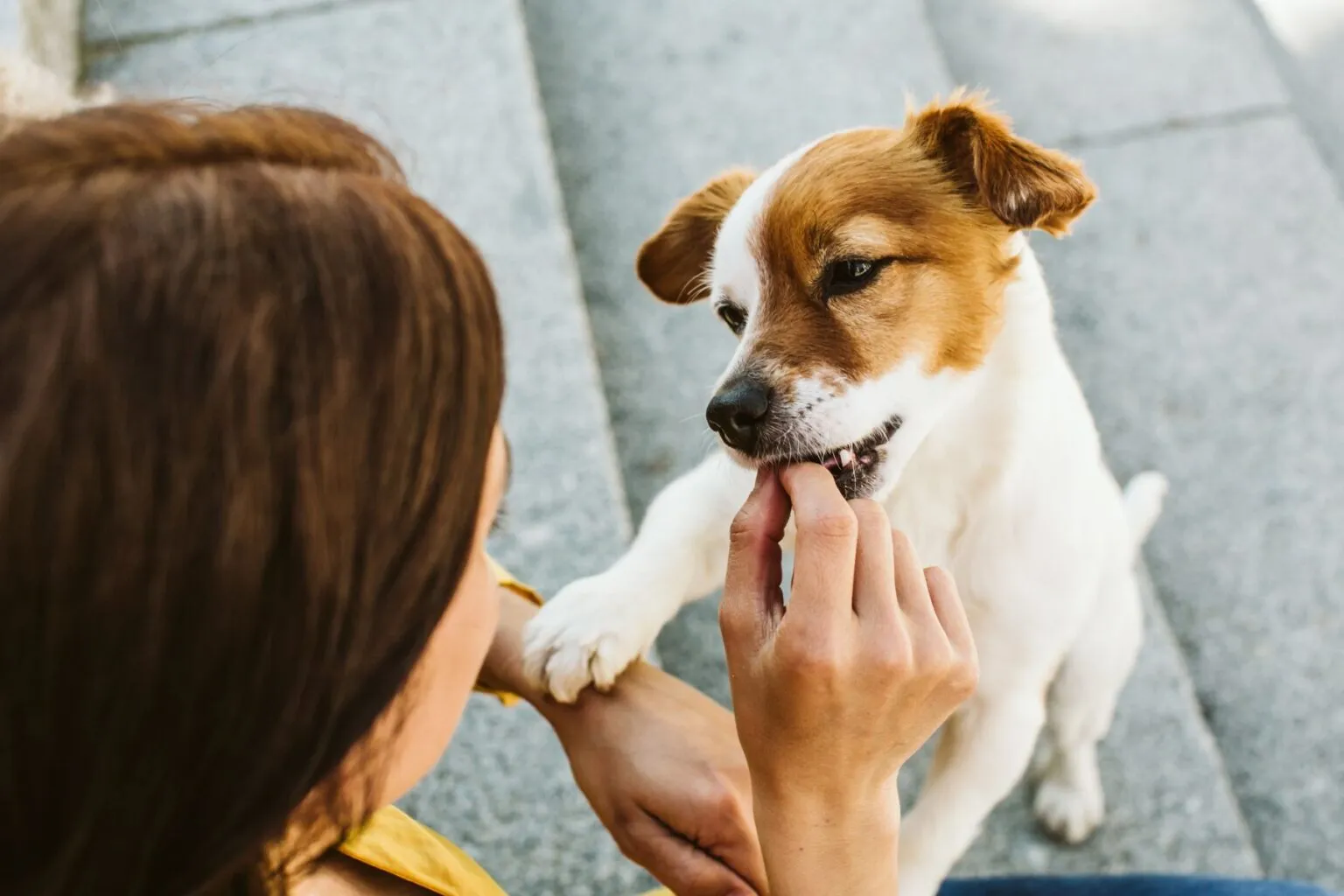 megaesófago nos cães_2 dona a alimentar cachorro na vertical