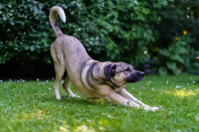 cão na posição de oração