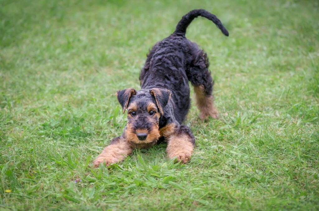 posição de oração nos cães_2 jovem cão em postura de brincadeira