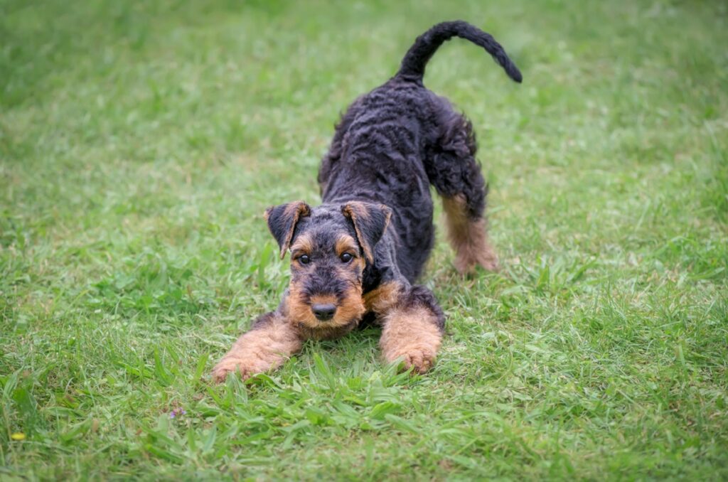 jovem cão em postura de brincadeira