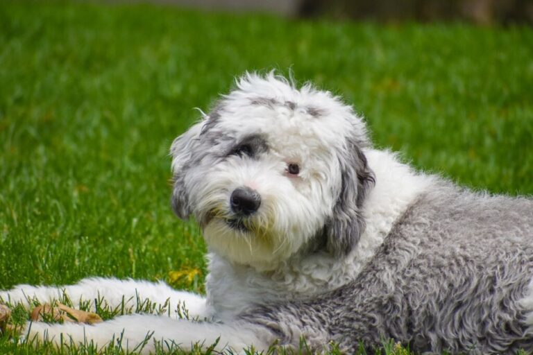 sheepadoodle branco e cinzento deitado na relva