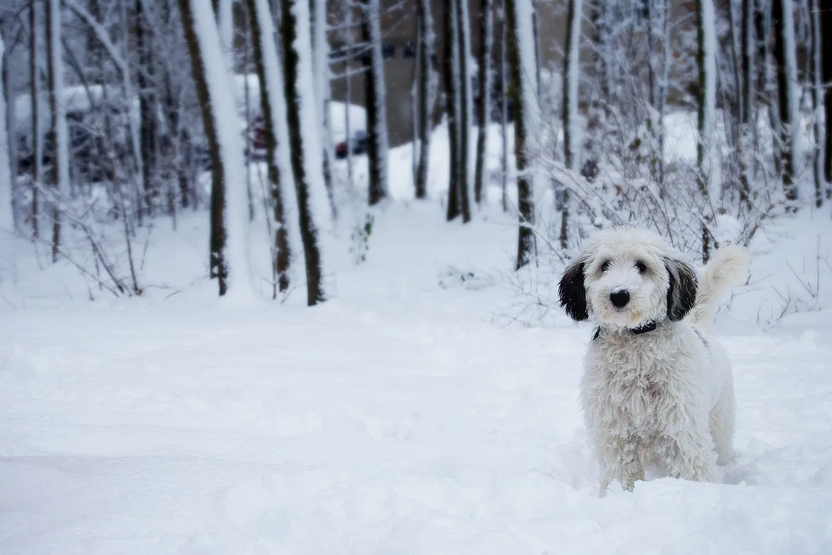 sheepadoodle_2