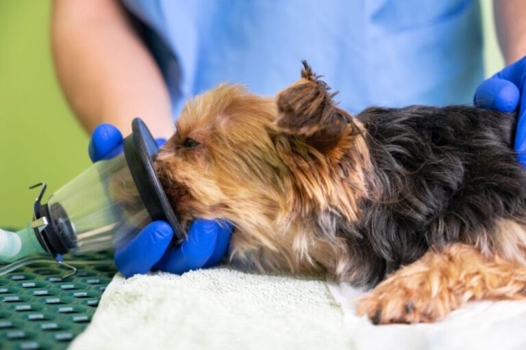 cão recebe anestesia por inalação