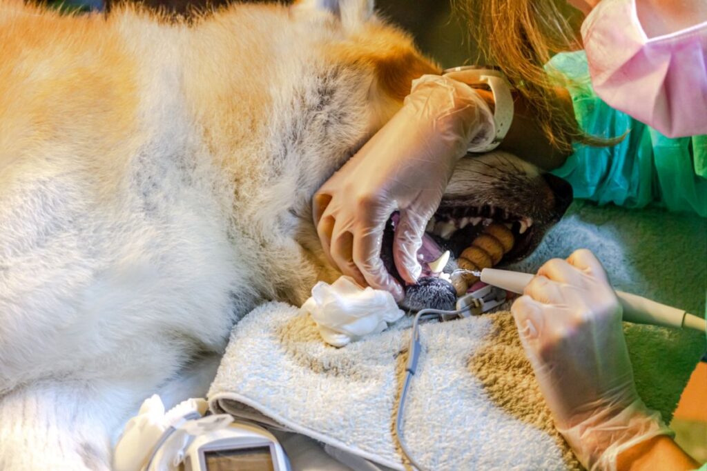 veterinária faz destartarização com cão anestesiado