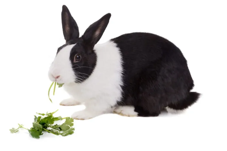 digestão dos coelhos_1 coelho a comer ervas aromáticas