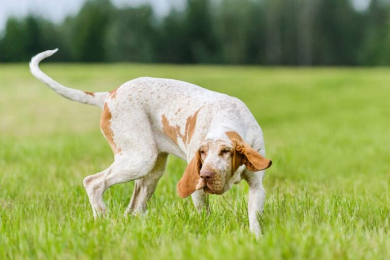 braco italiano no campo